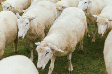 Akha Farmville, the only sheep farm of Doi Chang, Chiang Rai