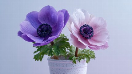 Fototapeta premium Dual Bloom – Purple & Pink Anemones in Speckled Pot