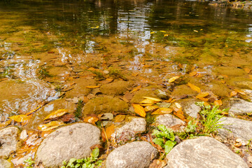 Fallen leaves and stones in the water at the shallow beach of the lake or pond
