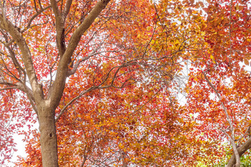 The red leaves in the park in autumn