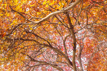 The red leaves in the park in autumn