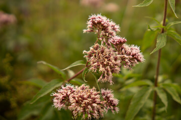 Eupatorium Cannabinum Pink Flowers Closeup