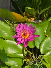 pink water lily