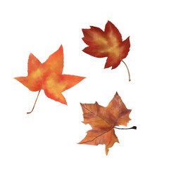 Fall Season Leaves Set illustration