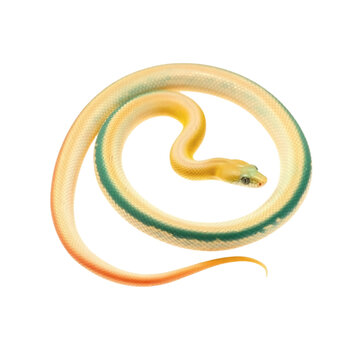 A spiral shaped snake gracefully coiled against a seamless on transparent background