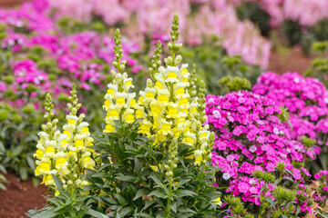 Obraz premium Dianthus Jolt Flowers in Australia