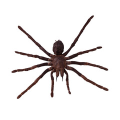 Brown Tarantula Spider with Long Legs Isolated on White Background