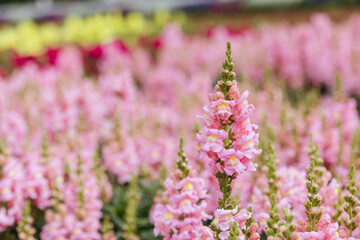 Antirrhinum Snapshot Sonnet Flowers in Australia