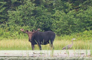Young Bull Moose with velvet antlers Alces alces grazing in the marshes of Opeongo lake in...