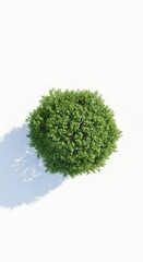 Fototapeta premium Isolated top-view tree with dense foliage against a minimalist backdrop