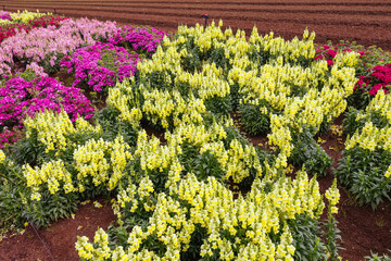 Antirrhinum Snapshot Sonnet Flowers in Australia