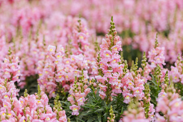 Antirrhinum Snapshot Sonnet Flowers in Australia