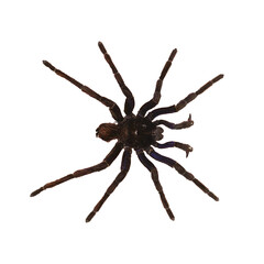 Large Brown and Black Tarantula Isolated on White Background
