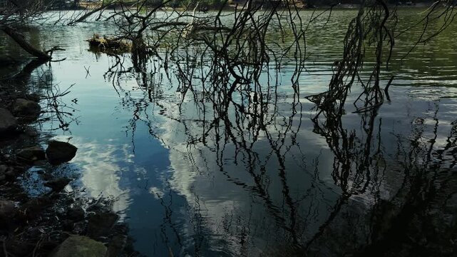 Tree Branches Reaching into the Lake Water