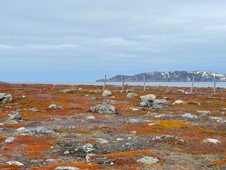 Northern landscape in Polar tundra. The Teriberka Nature Park on the shore of the Barents Sea. Kola Peninsula, Russia.