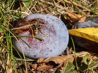 Wasp feeding on a ripe plum