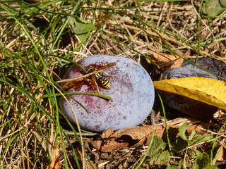 Wasp feeding on a ripe plum