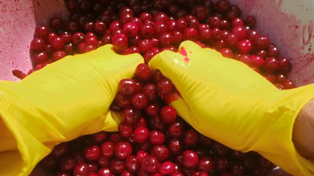 Yellow gloved hands meticulously crush ripe cherries bowl, extracting vibrant juice winemaking, crucial step in wine preparation process. Winemaker crushing cherries with gloved hands wine preparation
