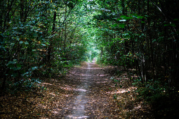 Forest Pathway Under Green Canopy