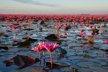 A Beautiful Blooming Lotus Field at Sunrise A Serene Water Landscape Offering Peaceful Views and Vibrant Colors