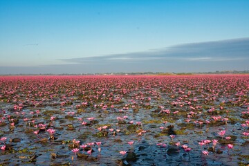 Lotus flower, Nong Han Lake, Udon Thani Thailand, Beautiful Nature Landscape, red Lotus sea in the morning