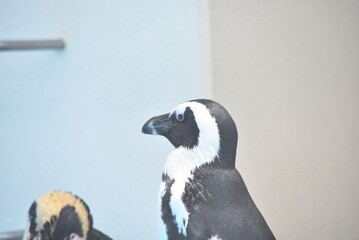 動物園のケープペンギン
