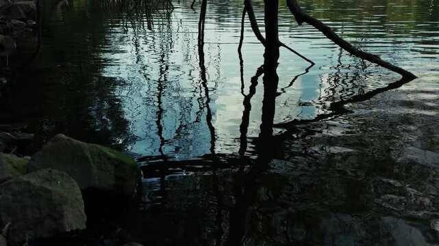 Tree Branches Reaching into the Lake Water