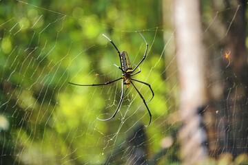 Thai banana spider in web The large black and yellow spider skillfully weaves its web among vibrant green foliage