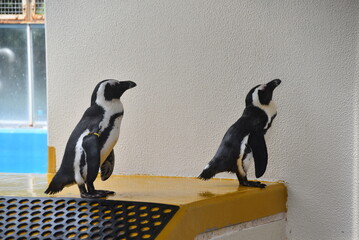 動物園のケープペンギン