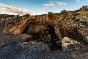 Small volcanic cave showing solidified lava flow with some vegetation growing inside in el hierro,...