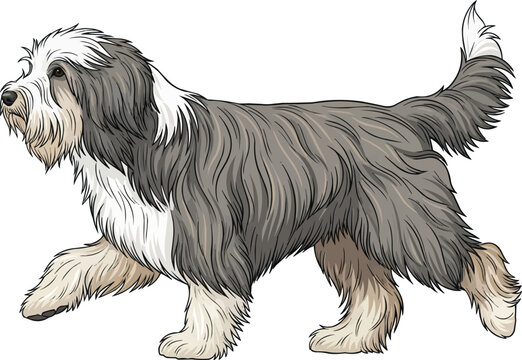 Bearded Collie dog walking trotting gait side view vector illustration