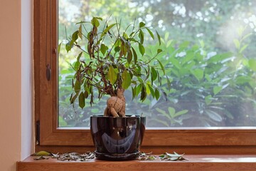 Overwatered potted Ficus Benjamina loosing leaves.