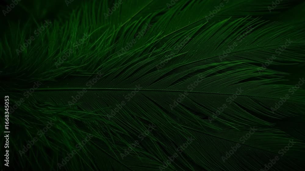 Poster a macro image showcases intricately detailed dark green feathers with pronounced texture and light p
