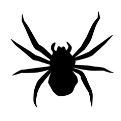 black spider vector illustration