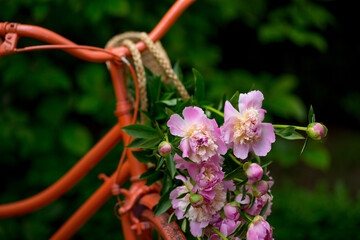 Orange bicycle with wicker basket and bouquet of blooming pink peonies against green garden background