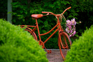 Orange bicycle with wicker basket and bouquet of blooming pink peonies against green garden background