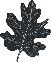 Obraz premium Close-up of a single oak leaf showing detailed veins and natural shape isolated on white background