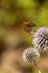 butterfly on a flower