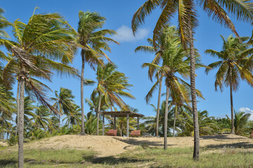 Coqueiral na praia