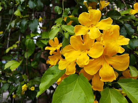 Yellow Poui tree also known as Tabebuia chrysotricha or Handroanthus chrysotrichus or the Yellow African Tuliptree, a kind of creeping flower