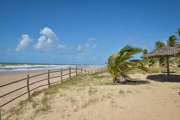 Praia com coqueiros e ondas