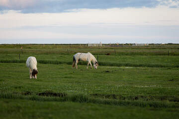 Fototapeta premium Two Icelandic white horses on the grass.