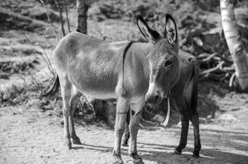 black and white deer