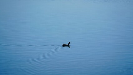 Fototapeta premium Solitary Duck on a Calm Blue Lake