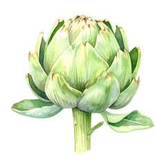Fototapeta premium Watercolor Artichoke Watercolor Painting: A beautifully rendered watercolor painting of a fresh artichoke, its layers of leaves and stem, isolated against a clean backdrop.