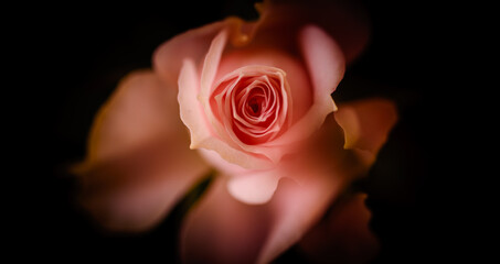 Rose in der Mitte vor schwarz