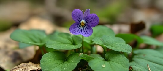 A close-up view of a vibrant purple violet flower blooming among green leaves.
