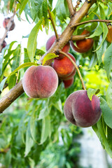 Ripe fuzzy peach on branch surrounded by green leaves ready for picking harvest. Natural garden fruit grown organically. Close up view of juicy delicious fruit.