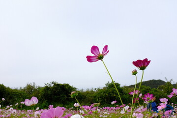 Pink cosmos flowers blooming under a bright autumn sky, wide background space for text or design. A...