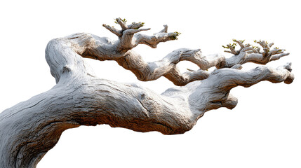 Fototapeta premium Ancient Bonsai Branch: A close-up shot of a gnarled and weathered bonsai branch showcasing its intricate texture and timeless beauty.